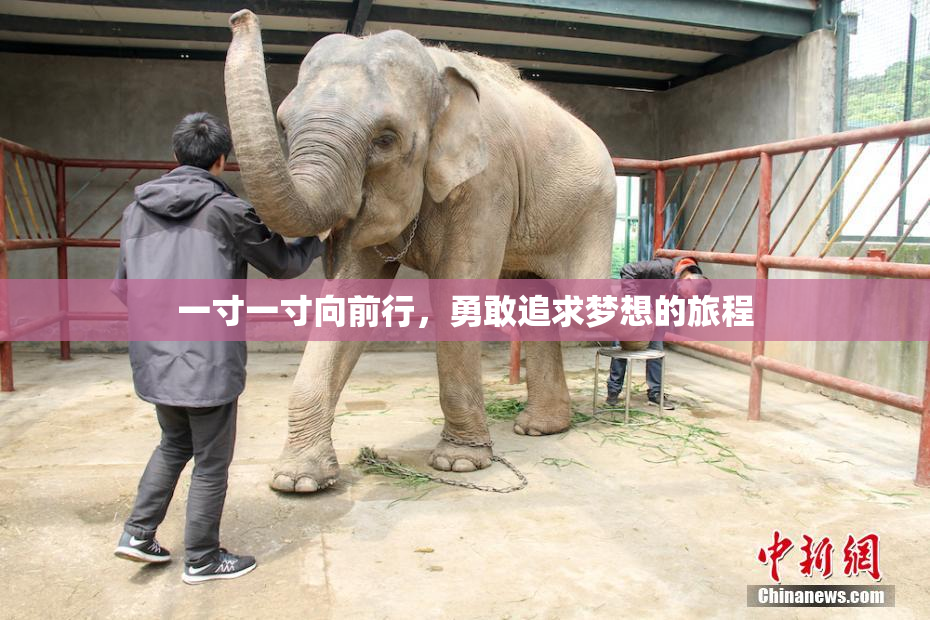 一寸一寸向前行，勇敢追求梦想的旅程