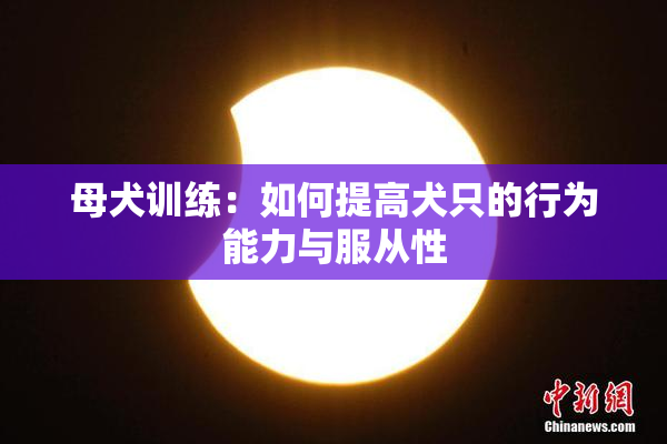 母犬训练：如何提高犬只的行为能力与服从性