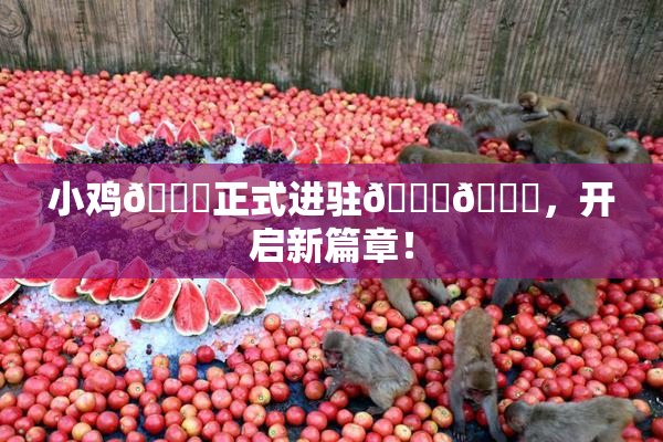 小鸡🐔正式进驻🍑🔞，开启新篇章！