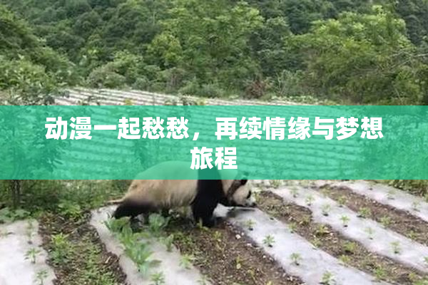 动漫一起愁愁，再续情缘与梦想旅程