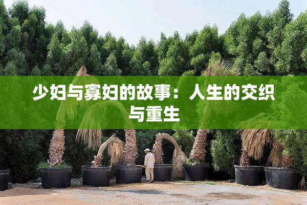 少妇与寡妇的故事：人生的交织与重生