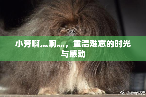 小芳啊灬啊灬，重温难忘的时光与感动