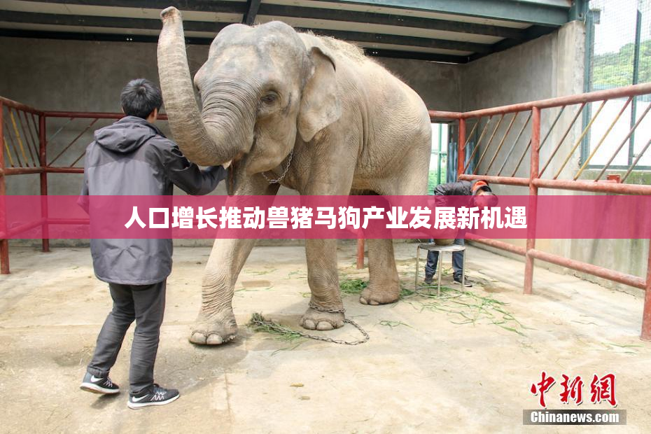 人口增长推动兽猪马狗产业发展新机遇