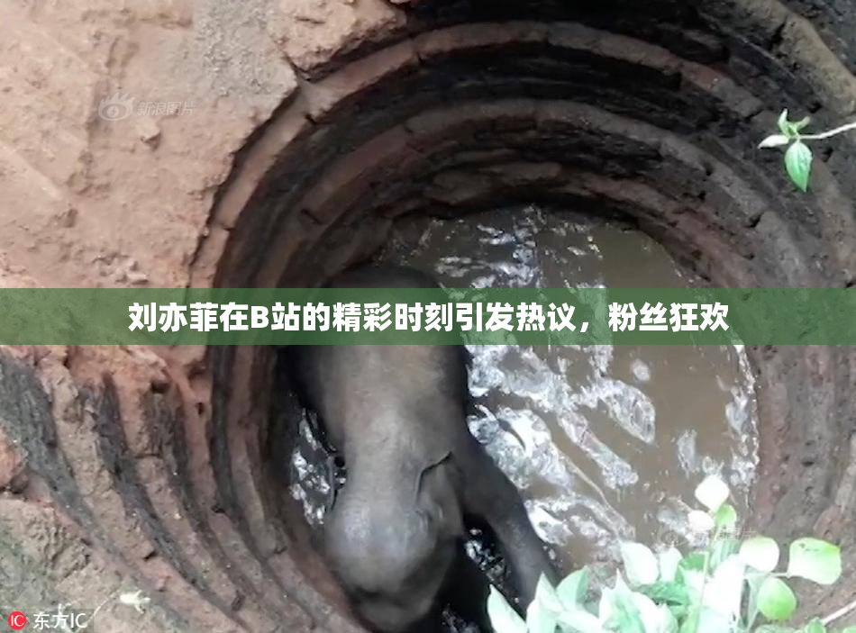 刘亦菲在B站的精彩时刻引发热议，粉丝狂欢