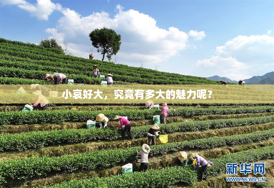 小哀好大，究竟有多大的魅力呢？