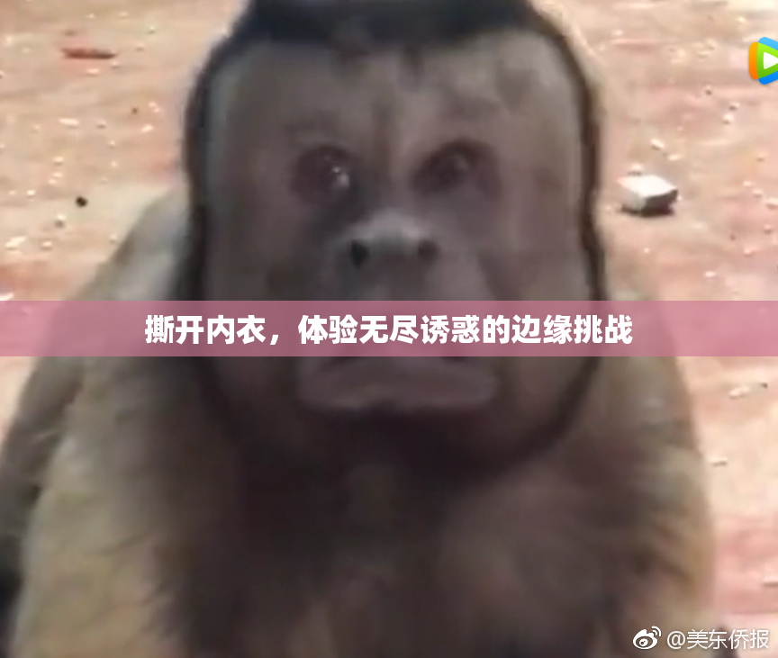 撕开内衣，体验无尽诱惑的边缘挑战