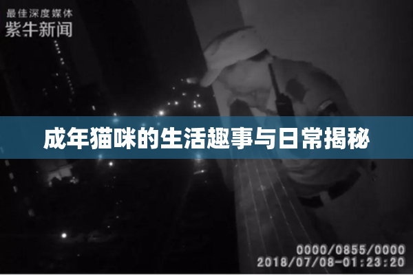 成年猫咪的生活趣事与日常揭秘