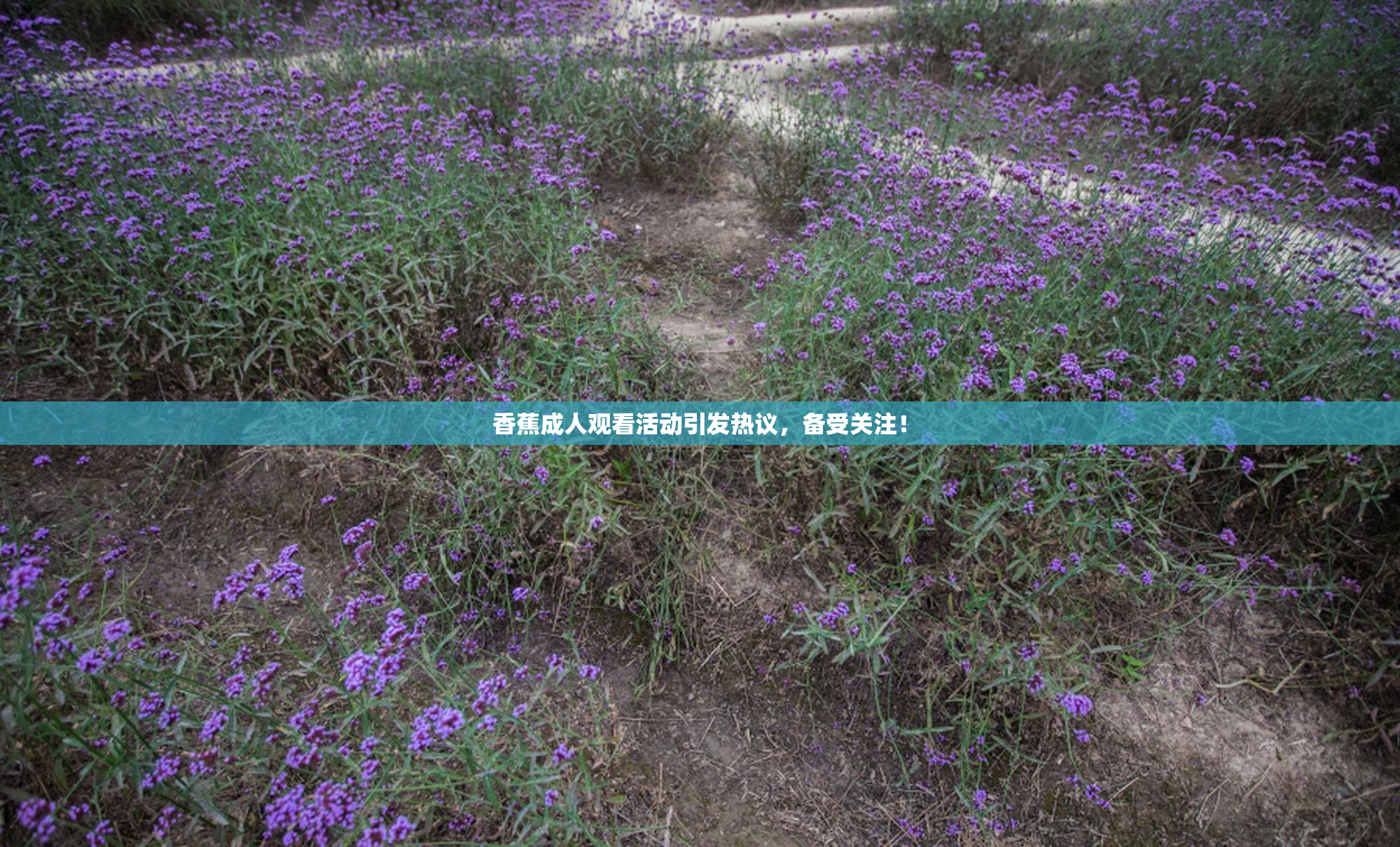 香蕉成人观看活动引发热议，备受关注！