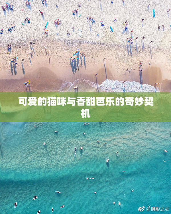 可爱的猫咪与香甜芭乐的奇妙契机