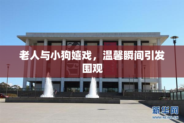 老人与小狗嬉戏，温馨瞬间引发围观