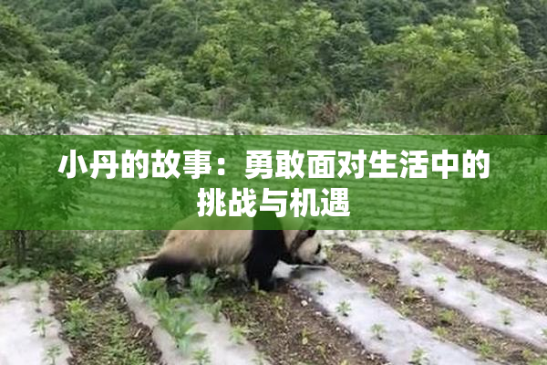 小丹的故事：勇敢面对生活中的挑战与机遇