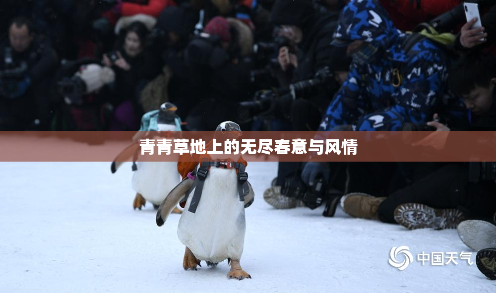 青青草地上的无尽春意与风情