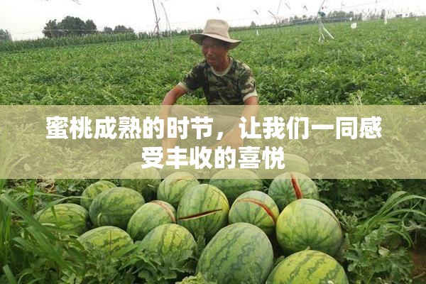 蜜桃成熟的时节，让我们一同感受丰收的喜悦