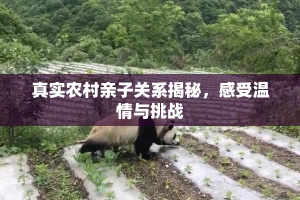 真实农村亲子关系揭秘，感受温情与挑战