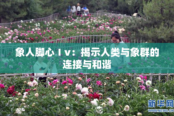 象人脚心Ⅰv：揭示人类与象群的连接与和谐
