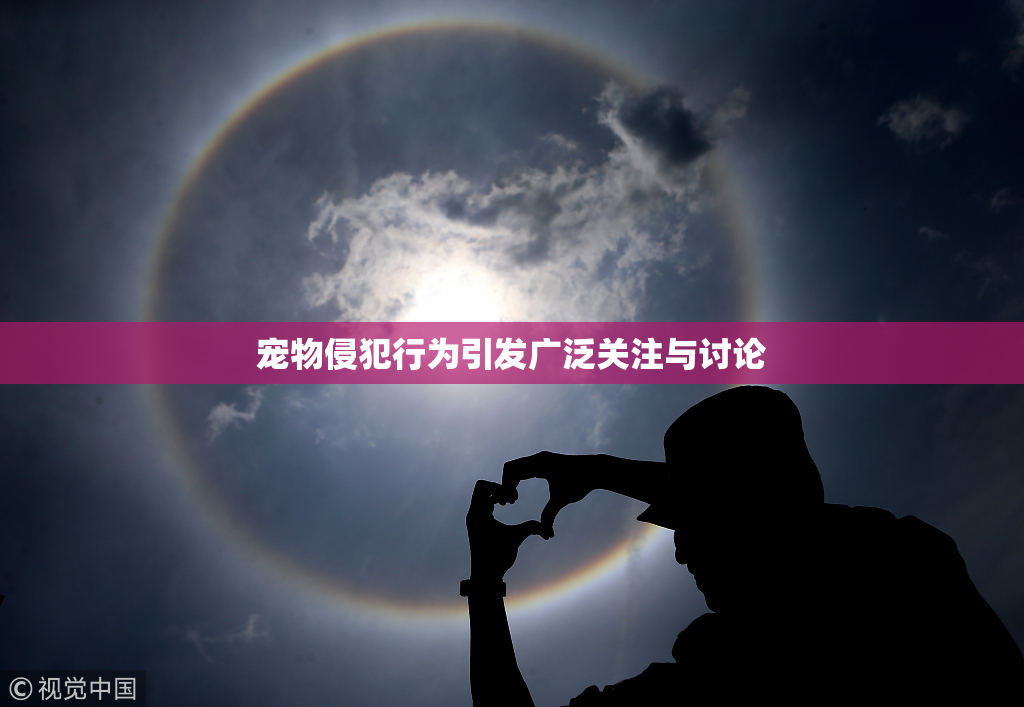 宠物侵犯行为引发广泛关注与讨论