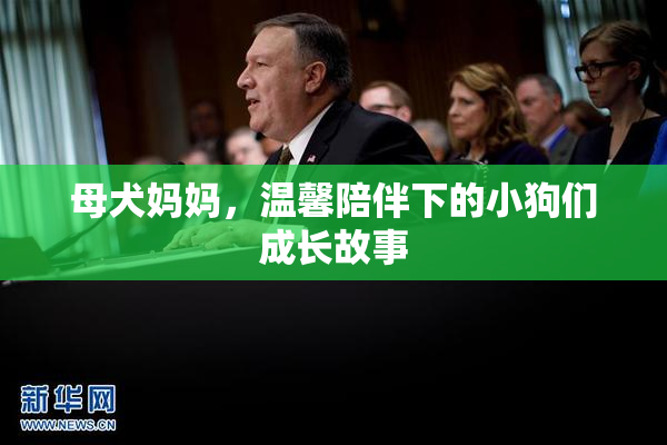 母犬妈妈，温馨陪伴下的小狗们成长故事