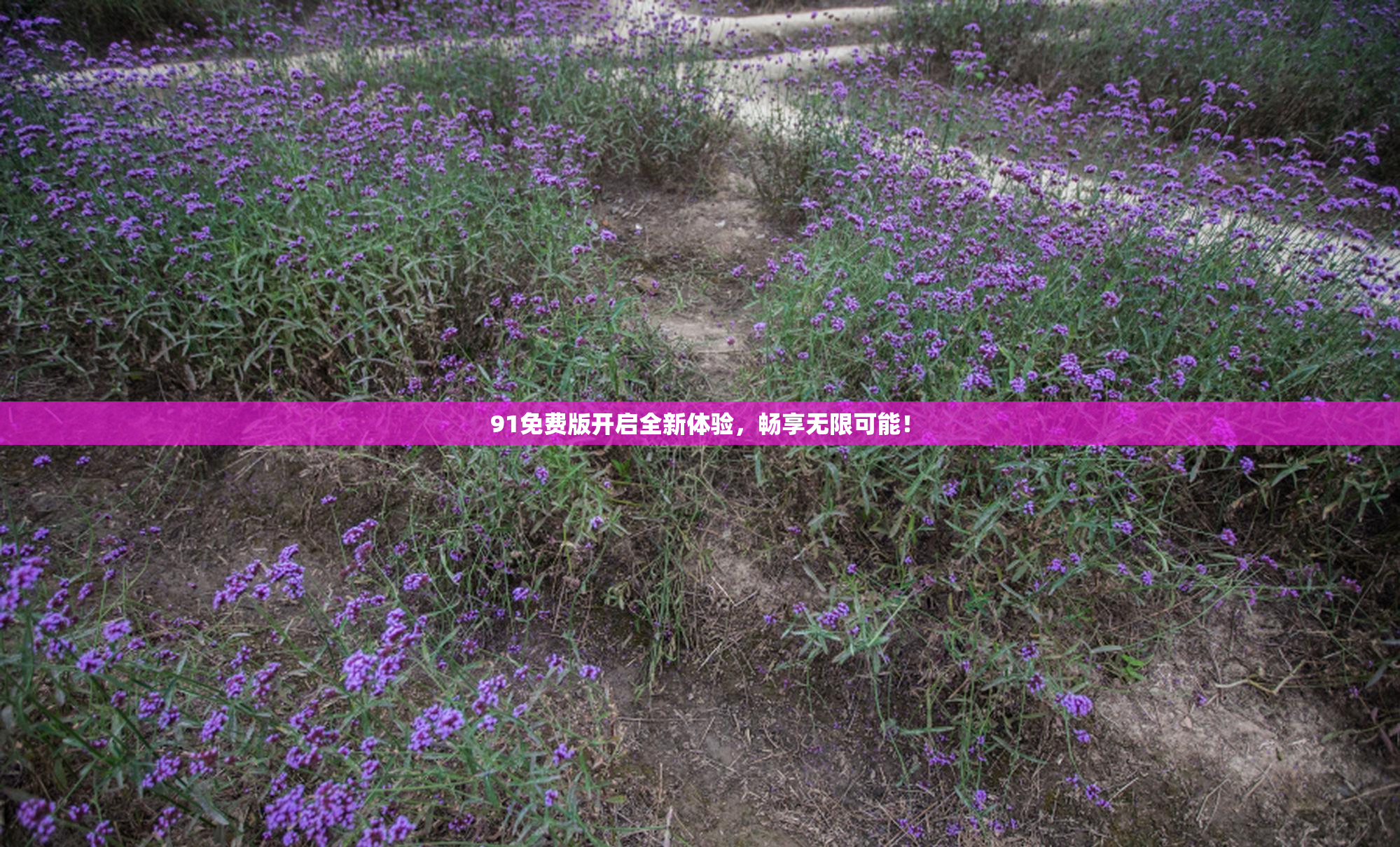 91免费版开启全新体验，畅享无限可能！