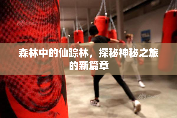 森林中的仙踪林，探秘神秘之旅的新篇章