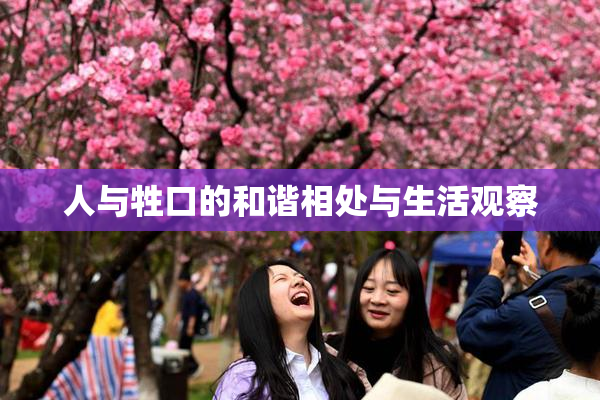人与牲口的和谐相处与生活观察