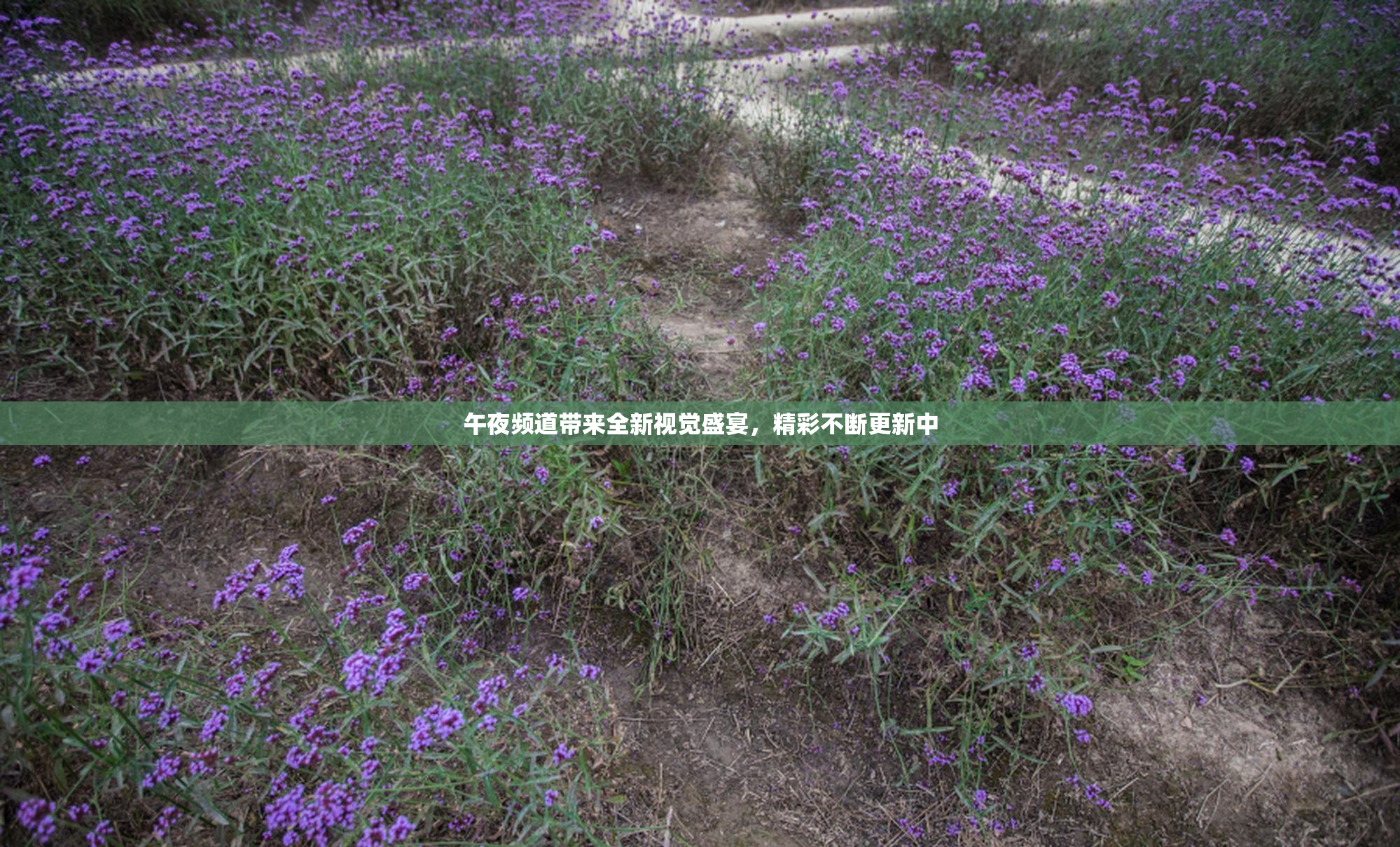午夜频道带来全新视觉盛宴，精彩不断更新中