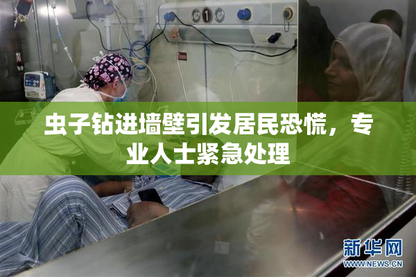 虫子钻进墙壁引发居民恐慌，专业人士紧急处理