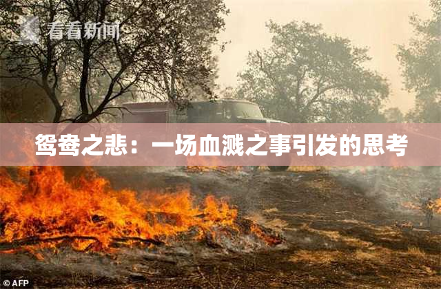 鸳鸯之悲：一场血溅之事引发的思考
