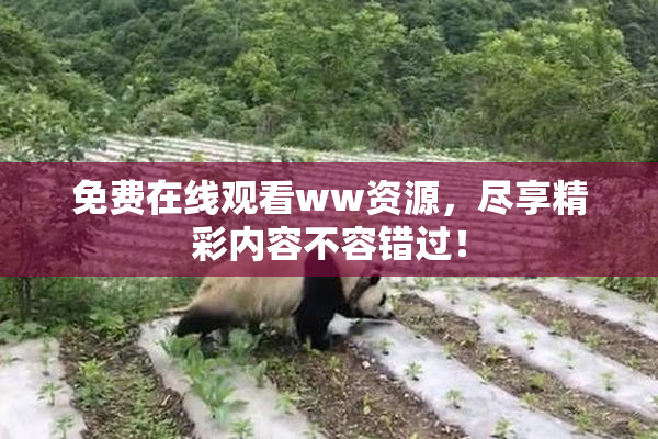 免费在线观看ww资源，尽享精彩内容不容错过！