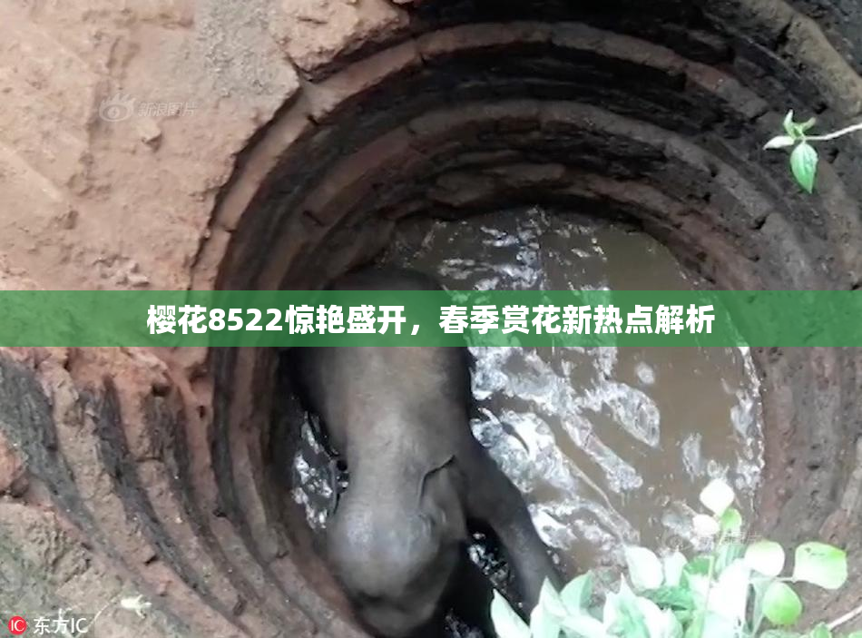 樱花8522惊艳盛开，春季赏花新热点解析