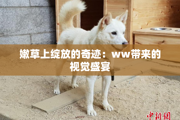 嫩草上绽放的奇迹：ww带来的视觉盛宴