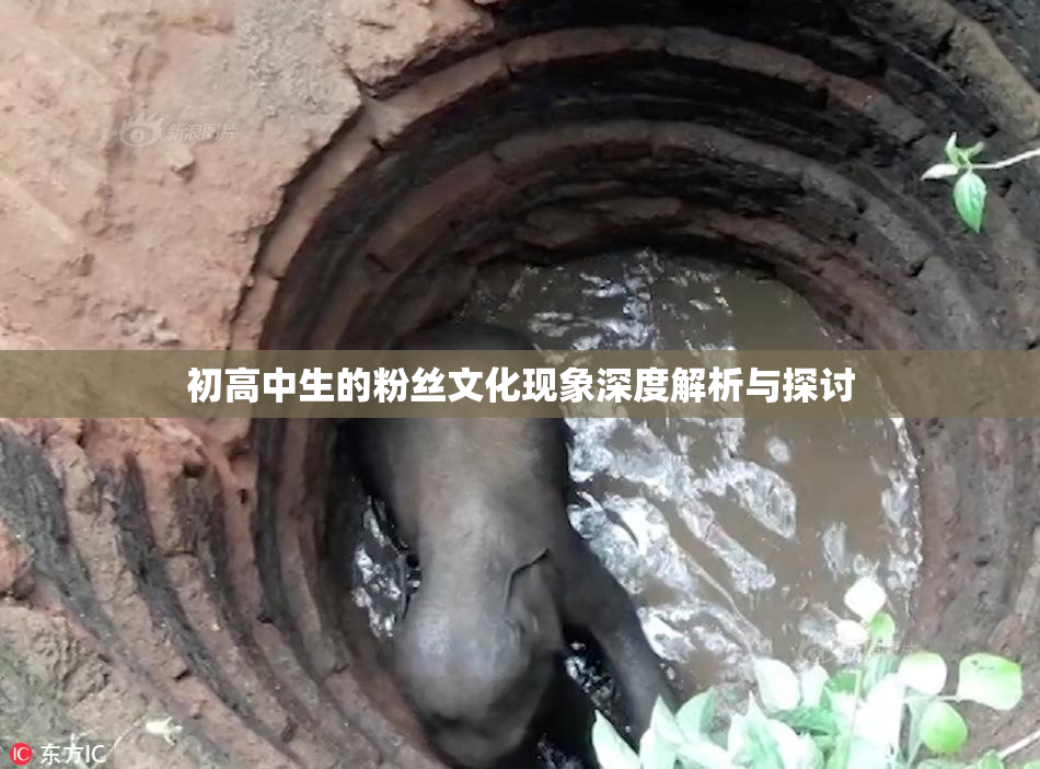 初高中生的粉丝文化现象深度解析与探讨
