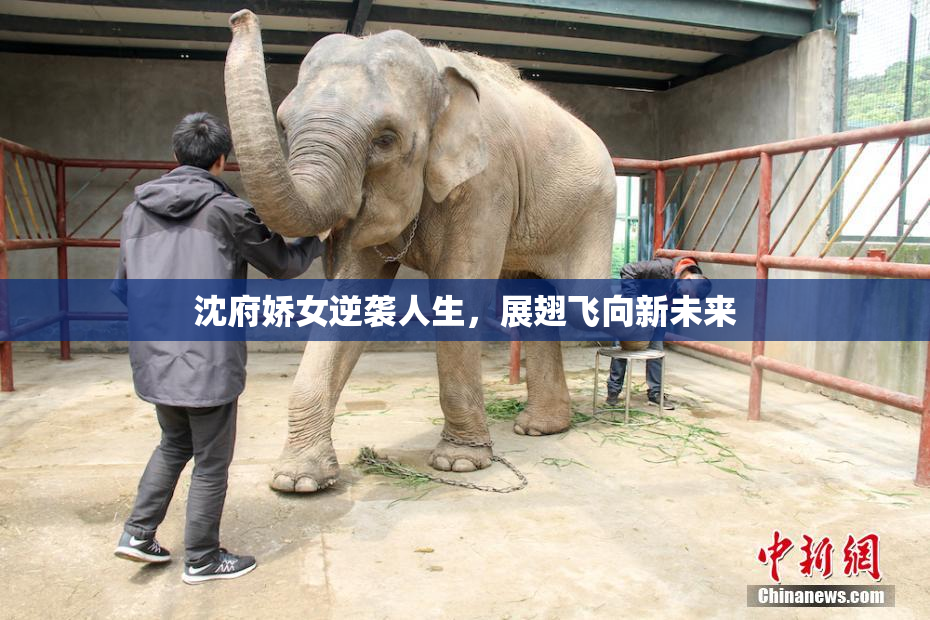 沈府娇女逆袭人生，展翅飞向新未来