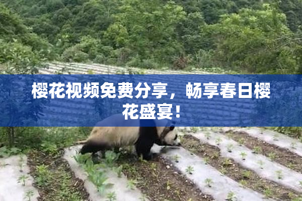 樱花视频免费分享，畅享春日樱花盛宴！