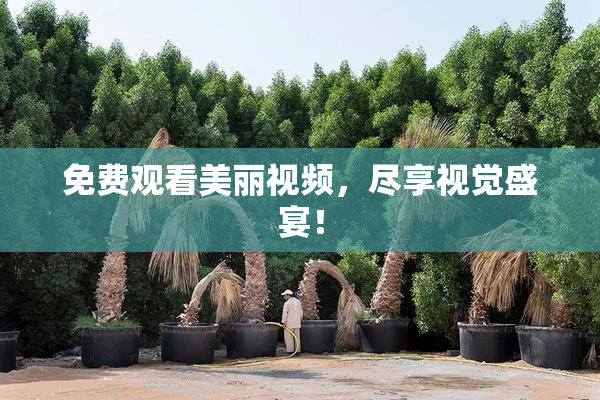 免费观看美丽视频，尽享视觉盛宴！