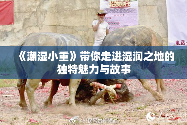 《潮湿小重》带你走进湿润之地的独特魅力与故事