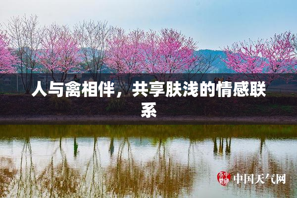 人与禽相伴，共享肤浅的情感联系