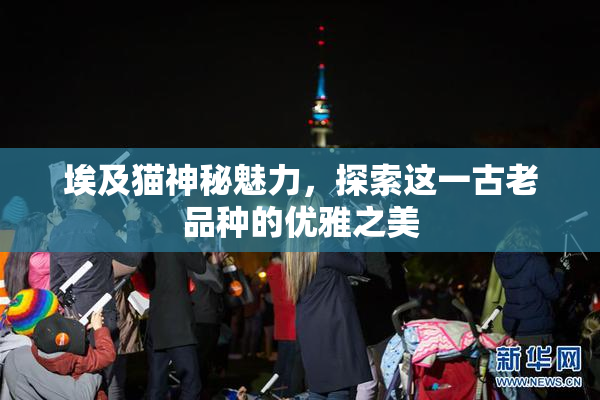 埃及猫神秘魅力，探索这一古老品种的优雅之美