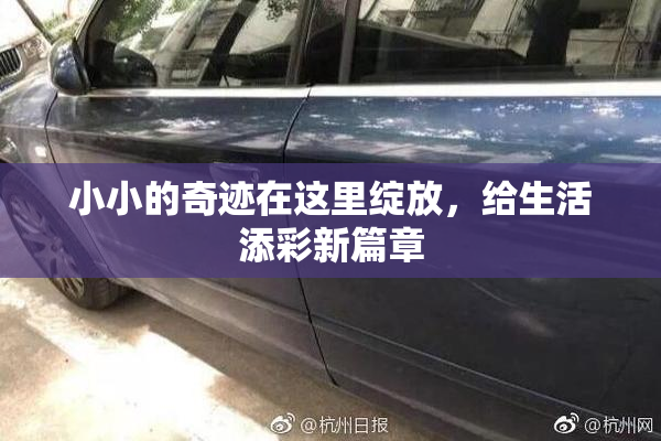 小小的奇迹在这里绽放，给生活添彩新篇章