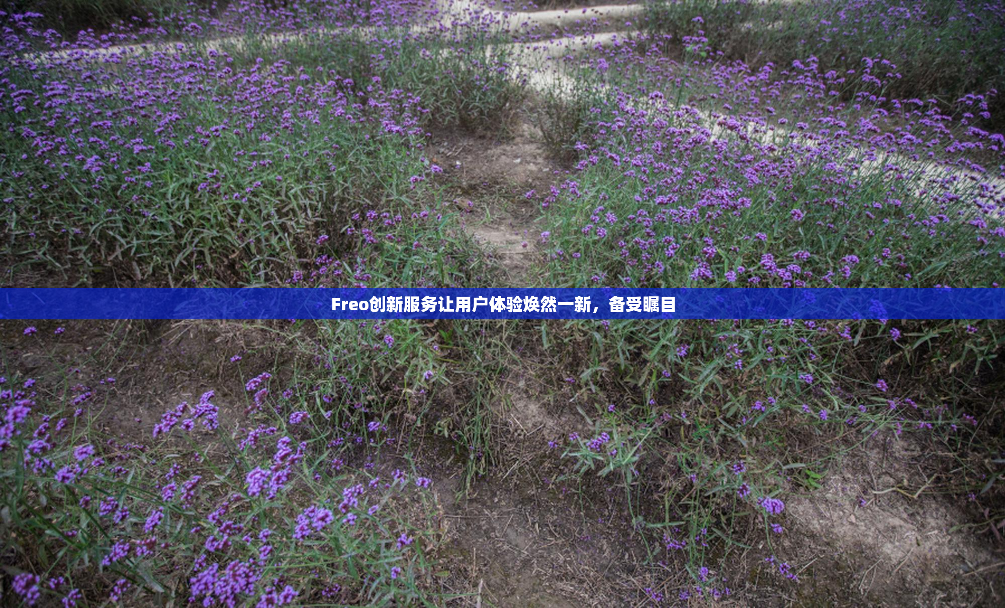 Freo创新服务让用户体验焕然一新，备受瞩目
