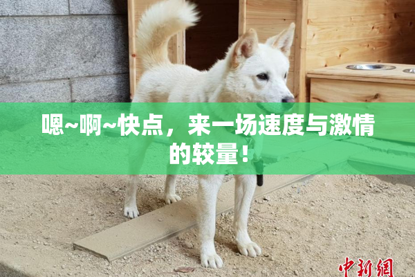 嗯~啊~快点，来一场速度与激情的较量！