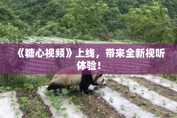 《糖心视频》上线，带来全新视听体验！