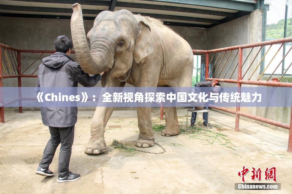 《Chines》：全新视角探索中国文化与传统魅力