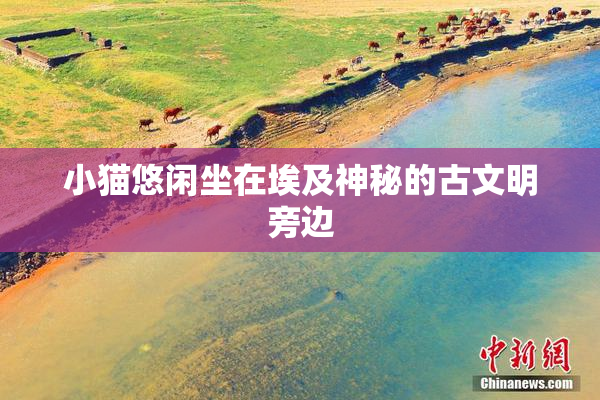 小猫悠闲坐在埃及神秘的古文明旁边