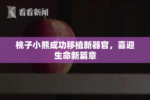 桃子小熊成功移植新器官，喜迎生命新篇章