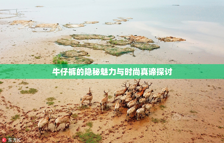 牛仔裤的隐秘魅力与时尚真谛探讨