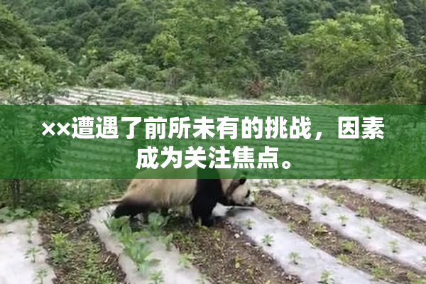 ××遭遇了前所未有的挑战，因素成为关注焦点。