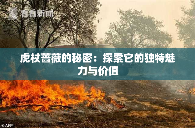 虎杖蔷薇的秘密：探索它的独特魅力与价值