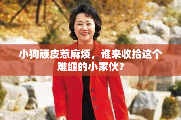 小狗顽皮惹麻烦，谁来收拾这个难缠的小家伙？
