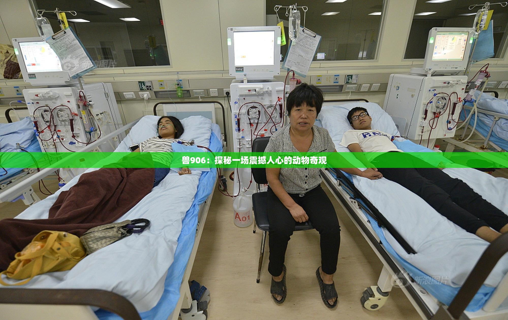 兽906：探秘一场震撼人心的动物奇观