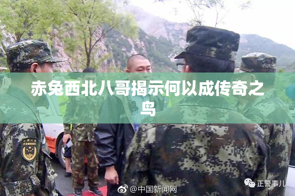 赤兔西北八哥揭示何以成传奇之鸟